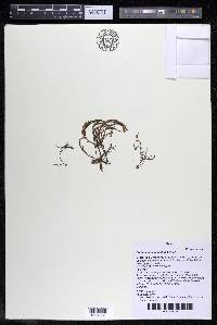 Podostemum comatum image