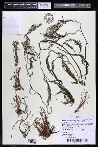 Lophogyne capillacea image