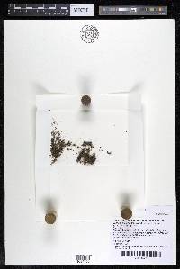 Podostemum muelleri image