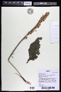 Mourera fluviatilis image