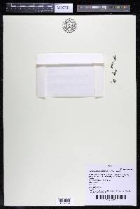 Podostemum distichum image