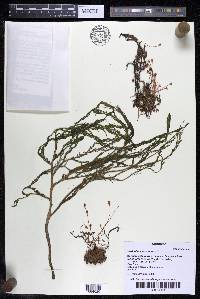 Weddellina squamulosa image