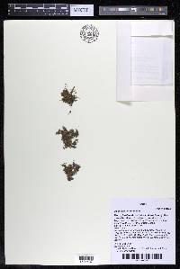 Podostemum rutifolium subsp. rutifolium image