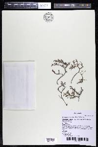 Apinagia richardiana image