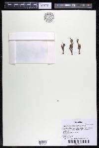 Podostemum distichum image