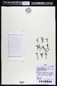 Podostemum distichum image