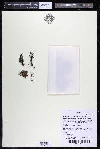 Podostemum distichum image