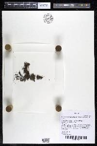 Podostemum scaturiginum image