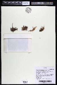 Podostemum distichum image