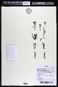 Podostemum distichum image