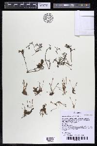 Mourera alcicornis image