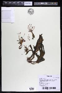 Marathrum utile image