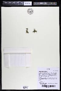 Podostemum rutifolium subsp. rutifolium image