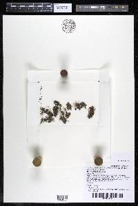Podostemum muelleri image