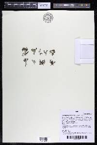 Podostemum distichum image