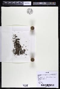 Podostemum scaturiginum image