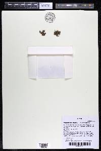 Podostemum irgangii image