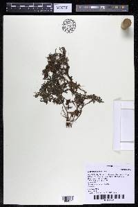 Mourera fluviatilis image