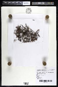 Podostemum scaturiginum image