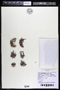 Podostemum distichum image