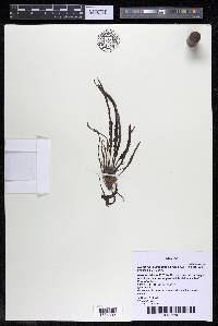Marathrum plumosum image