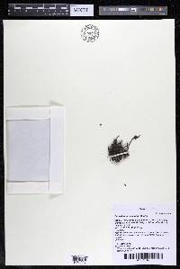 Podostemum comatum image