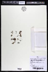 Podostemum distichum image