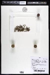 Podostemum rutifolium subsp. rutifolium image