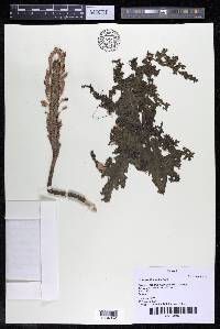 Mourera fluviatilis image