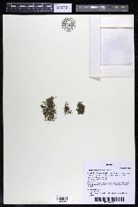 Podostemum muelleri image