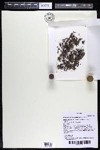 Podostemum distichum image