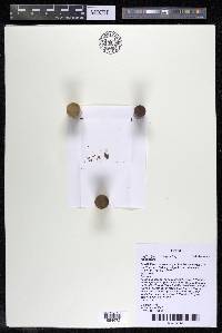 Lophogyne royenella image