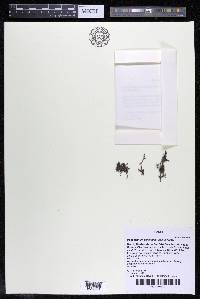 Podostemum distichum image
