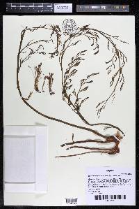 Rhyncholacis crassipes image