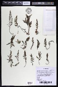Marathrum foeniculaceum image
