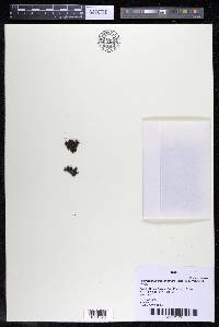 Podostemum scaturiginum image