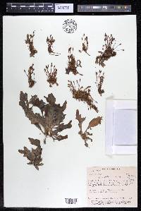 Marathrum utile image
