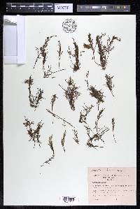 Marathrum foeniculaceum image