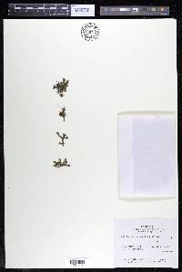 Podostemum muelleri image