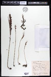 Mourera fluviatilis image