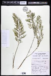 Marathrum foeniculaceum image