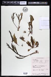 Marathrum utile image