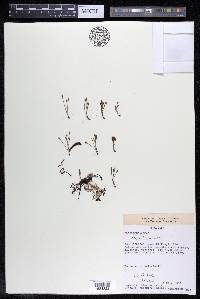 Marathrum utile image