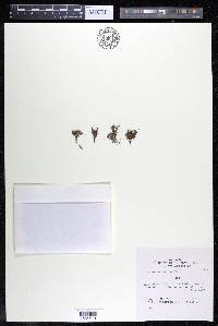 Podostemum muelleri image