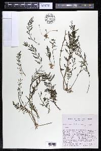 Marathrum foeniculaceum image