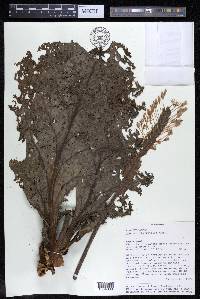 Mourera fluviatilis image