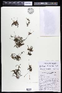 Marathrum foeniculaceum image