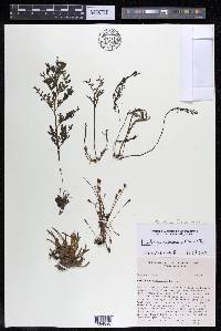 Marathrum foeniculaceum image