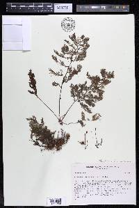 Marathrum foeniculaceum image