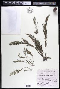 Marathrum foeniculaceum image